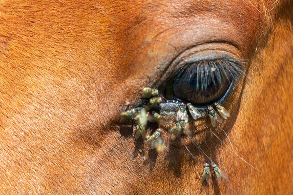 Detail Fly Horse Eye Annoying Insect Cause Inflammation — Stock Photo, Image
