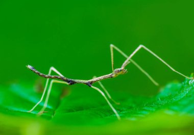 Young juvenile green walking stick, stick bug, phobaeticus serratipes standing on green leaf. Animal, nature