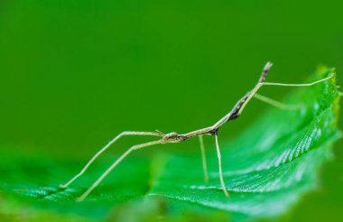 Young juvenile green walking stick, stick bug, phobaeticus serratipes standing on green leaf. Animal, nature