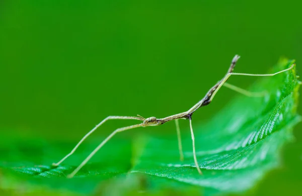 Young Juvenile Green Walking Stick Stick Bug Phobaeticus Serratipes Standing — Fotografia de Stock