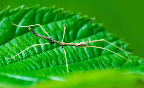 Young Juvenile Green Walking Stick Stick Bug Phobaeticus Serratipes Standing — Stock fotografie