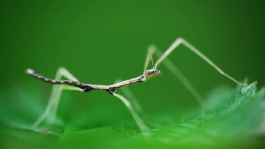 Young juvenile green walking stick, stick bug, phobaeticus serratipes standing on green leaf. Animal, nature