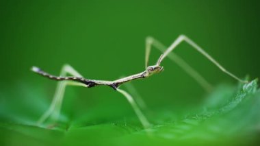 Young juvenile green walking stick, stick bug, phobaeticus serratipes standing on green leaf. Animal, nature