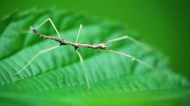 Young juvenile green walking stick, stick bug, phobaeticus serratipes standing on green leaf. Animal, nature