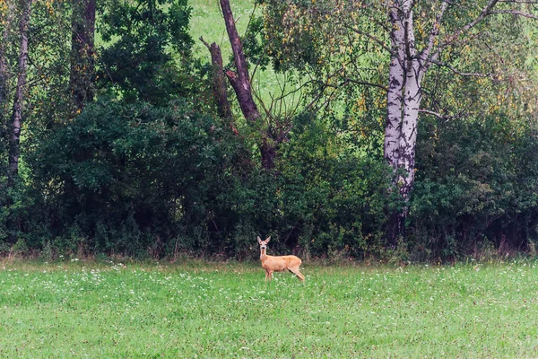 小鹿站在草地上的树上 野生动物照片 捷克共和国 — 图库照片