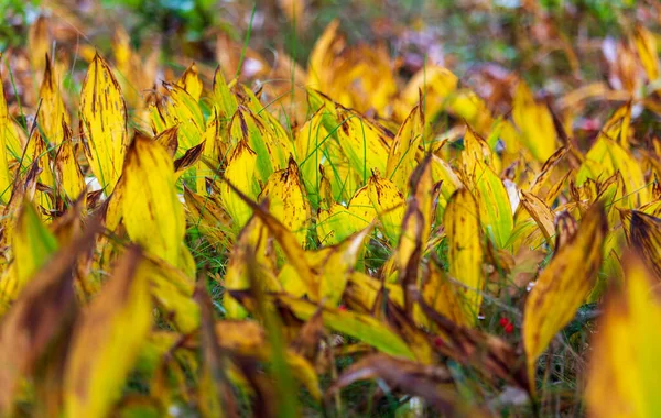 Herbstliche Maiglöckchen Eine Pflanze Der Convallaria Majalis Hintergrund Natur — Stockfoto