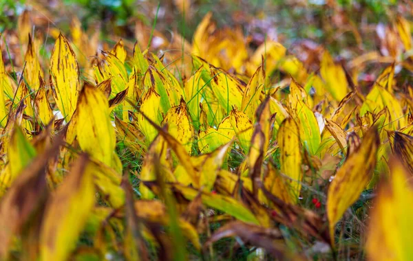 Syksyn Lehtien Lilja Laaksossa Convallaria Majalis Kasvi Luonnon Tausta — kuvapankkivalokuva