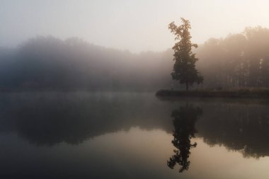 Beyaz kapüşonlu genç adam sisli bir sabah sisli bir havada tek başına çim ağacının tepesinde dikiliyor. Huzurlu Çek manzarası 