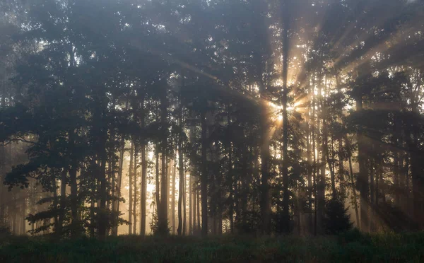 Сонячні Промені Просвічують Крізь Тумані Ліси Світанку Спокійний Чеський Краєвид — стокове фото