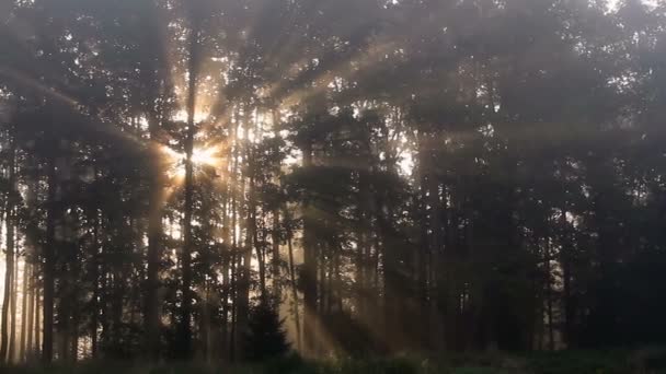Raios Sol Brilham Através Floresta Nevoeiro Nascer Sol Manhã Tranquilo — Vídeo de Stock