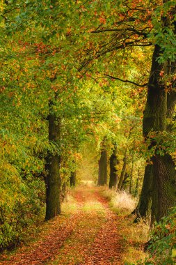 Renkli sonbahar yaprak ağacı tünelinde sihirli bir yol. Çek manzarası 