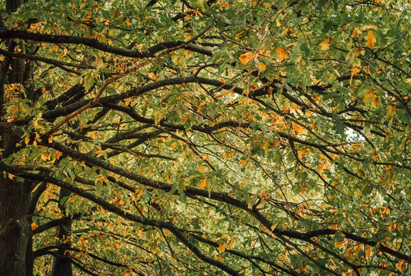 Bunte Herbstblätter Laub Zweig Herbst Saison Natur Hintergrund — Stockfoto