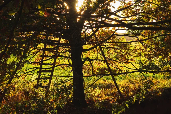 Backlit autumn tree with ladder. Czech landscape