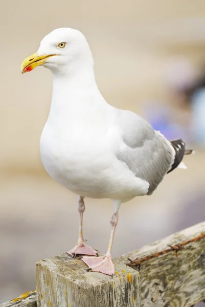 En fiskmås står. — Stockfoto