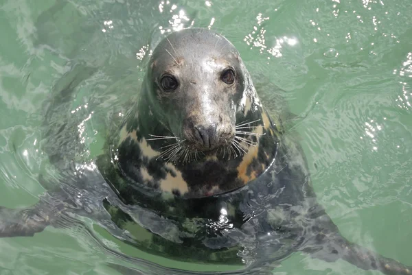 Grey Seal (Halichoerus grypus), Newquay Harbour, Reino Unido Fotos De Bancos De Imagens