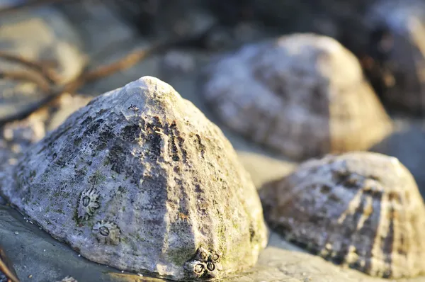 Limpets на скелю Стокова Картинка