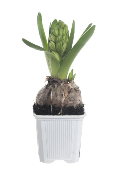 One Potted Hyacinth, White Background. — Stock Photo, Image