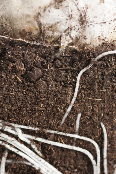 Cross Section of Roots and Bulb. — Stock Photo, Image