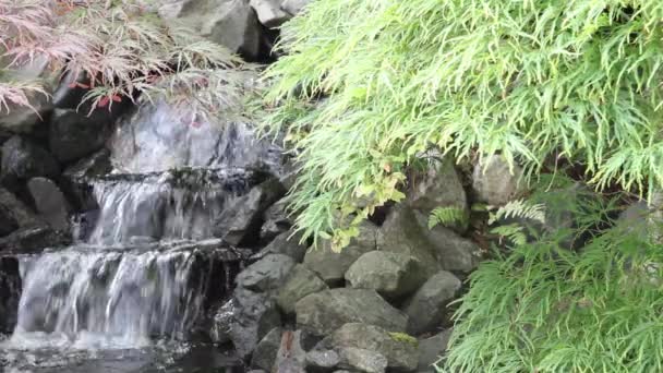 vodopád s javory a kapradiny v zen garden