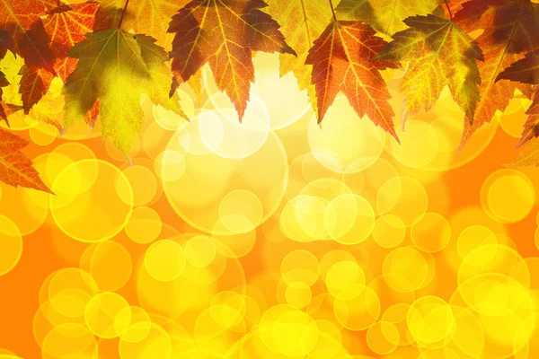 Hängender Herbst Ahorn Baum Blätter Hintergrund — Stockfoto