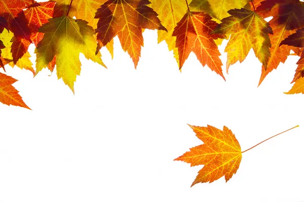 Hanging Fall Maple Leaves Border — Stock Photo, Image