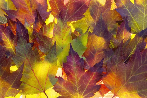 Fall Maple Leaves Background — Stock Photo, Image