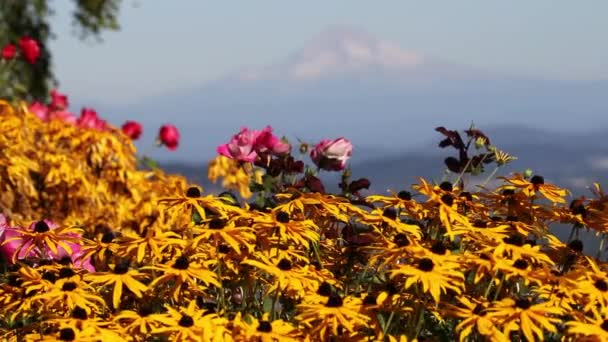 Žlutá blackeye susan květiny s mt hood v Portlandu oregon — Stock video