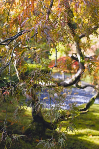 Japanischer Schnürsenkel-Ahornbaum Nahaufnahme — Stockfoto