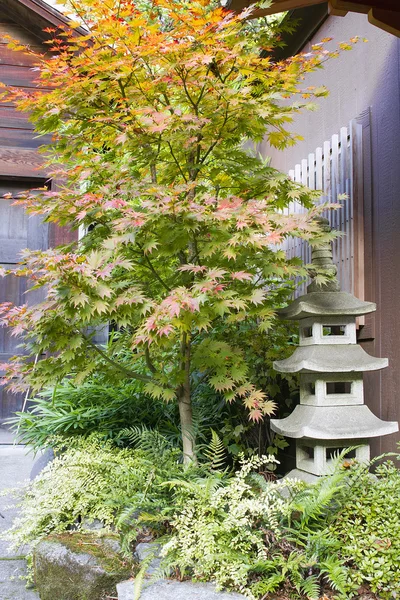 Japanischer Ahorn mit Steinpagode-Laterne — Stockfoto