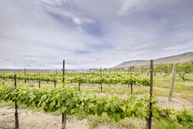 Vineyard Landscape in Maryhill Washington State clipart