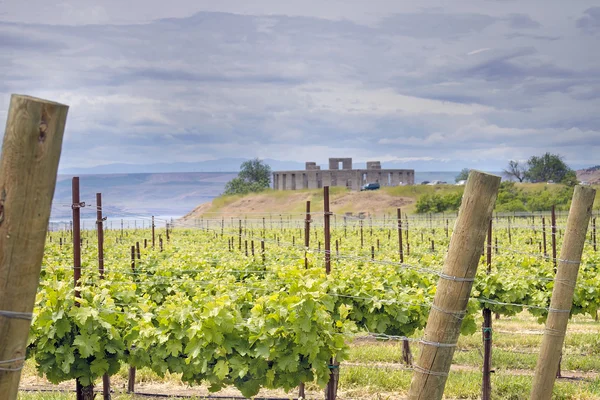 Vineyard in Maryhill Washington State — Stock Photo, Image