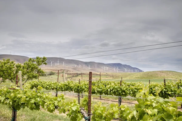 Wijngaard met wind turbine boerderij — Stockfoto