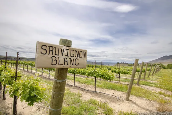 Sauvignon blanc druvor växer i vingården — Stockfoto