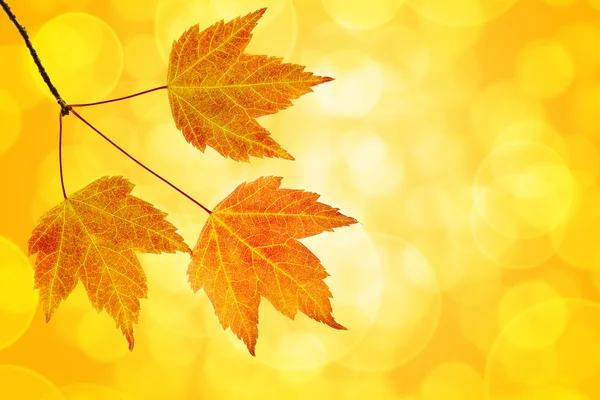 Esdoorn bladeren trio met bokeh achtergrond vallen — Stockfoto