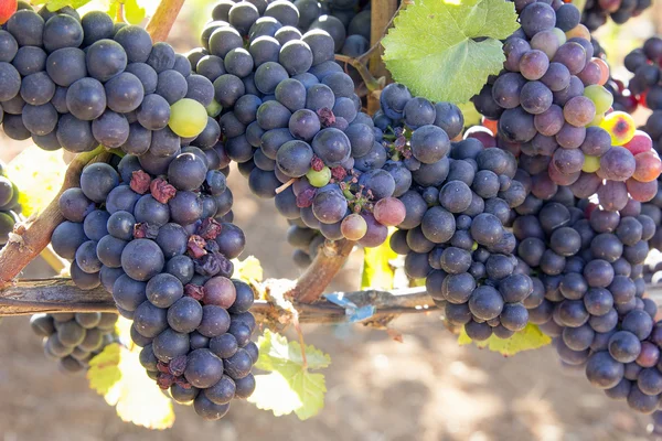 Bunches of Red Wine Grapes — Stock Photo, Image