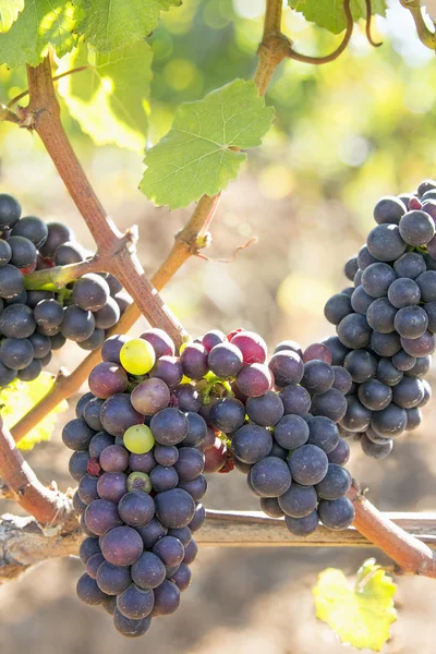 Bunches of Red Wine Grapes Hanging on Grapevine — Stock Photo, Image