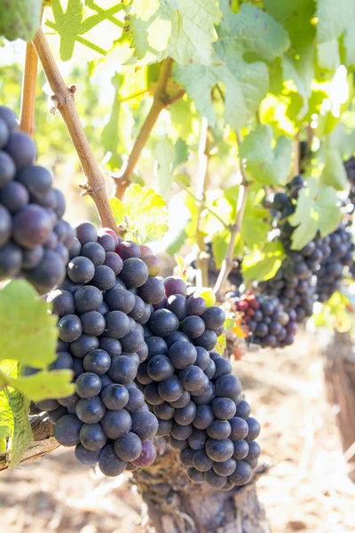 Red Wine Grapes Hanging on Grapevines Vertical — Stock Photo, Image