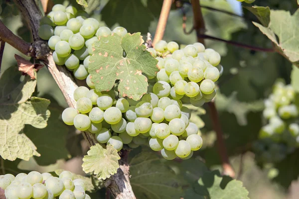 Green Grapes Growing on Grapevines Closeup — Stock Photo, Image