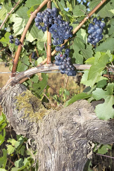 Kırmızı şarap üzüm asma üzerinde büyüyen demet — Stok fotoğraf