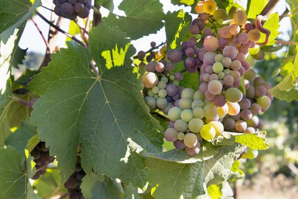 Uvas coloridas que crescem em videira — Fotografia de Stock