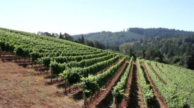 rolling hills Oregon üzerinde doğal görünümünü şaraphane bağ