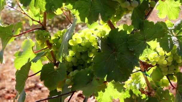 Closeup of Winery Grapevines with bunch of Grapes — Stock Video