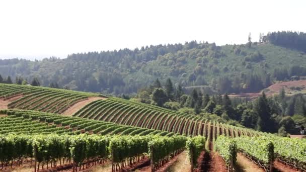 vinice vinařství na zvlněných kopců v Oregonu