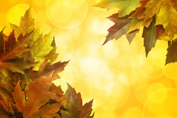 Feuilles d'érable couleur automne Arrière-plan Bordure — Photo