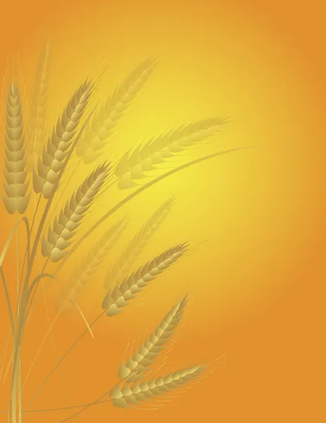 Vete korn fältet illustration — Stock vektor