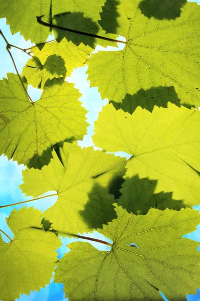 Druivenbladeren op hemelse achtergrond — Stockfoto