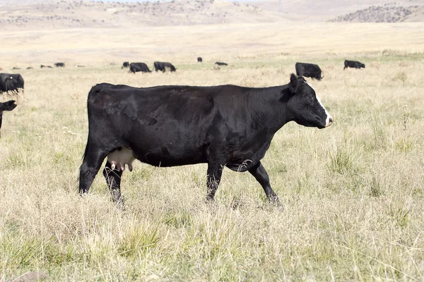 Vacas em pasto verde — Fotografia de Stock