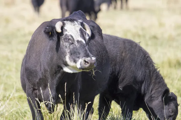 Cows Grazing on Green Pasture — Stock Photo, Image