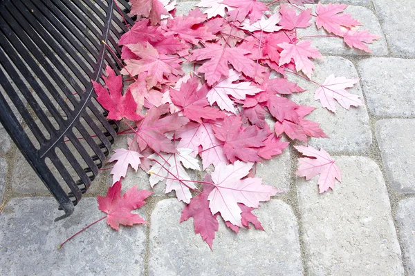 Rastrillar hojas de arce rojo caído —  Fotos de Stock