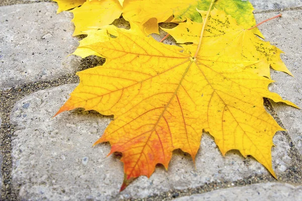 Large Maple Leaves on Paver Patio Closeup — Stock Photo, Image